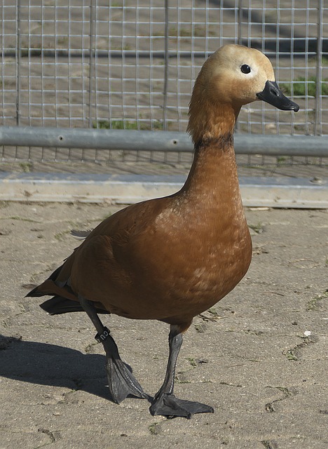 求的